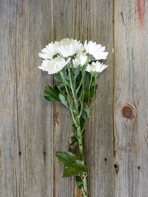 MERAKI WHITE DAISY POMPS